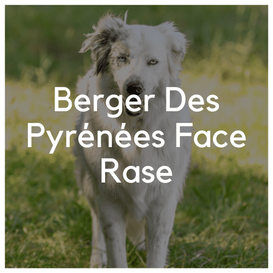 Berger Des Pyrénées Face Rase - Liwa Design