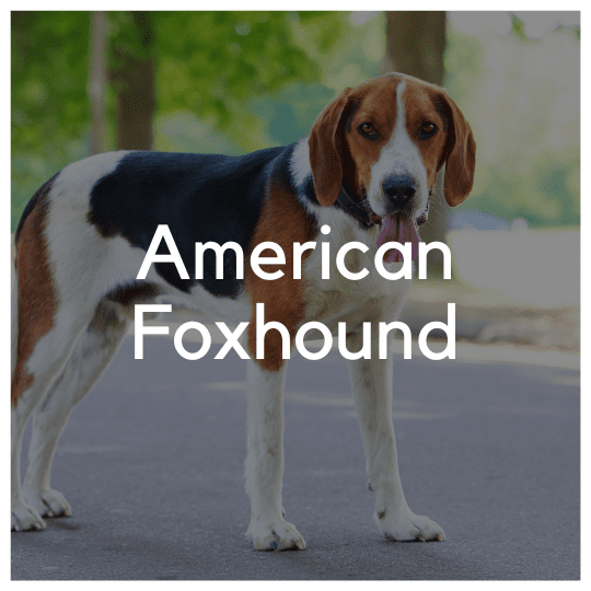 American Foxhound - Liwa Design