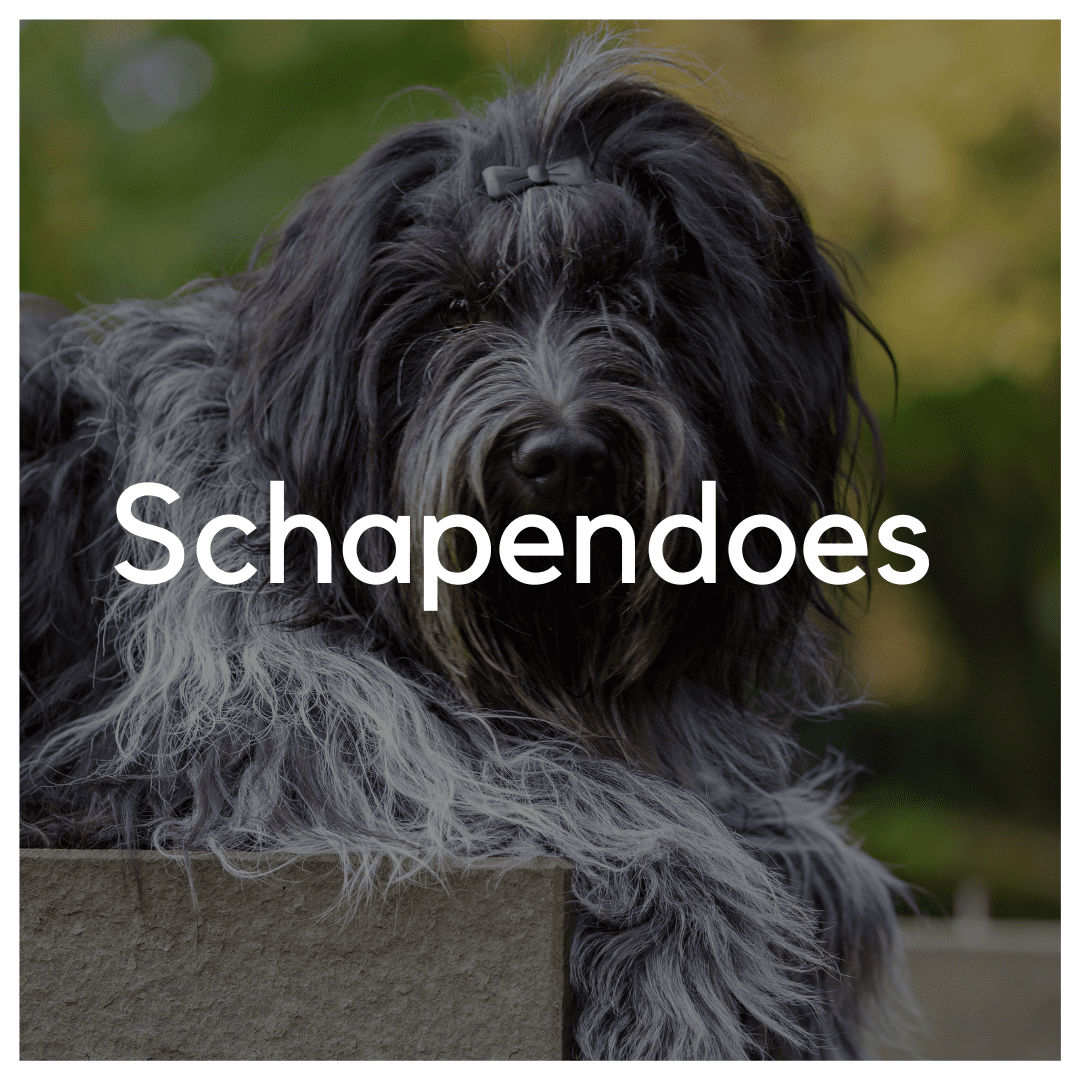 Schapendoes - Liwa Design