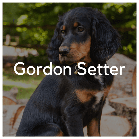 Gordon Setter - Liwa Design