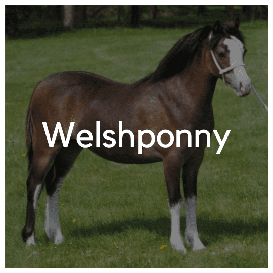 Welshponny - Liwa Design