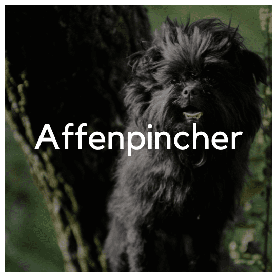 Affenpinscher - Liwa Design