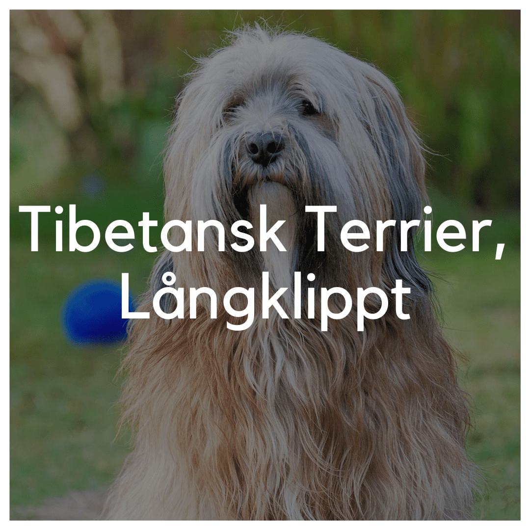 Tibetansk Terrier, Långklippt - Liwa Design