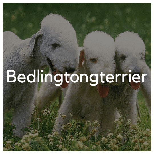 Bedlingtonterrier - Liwa Design