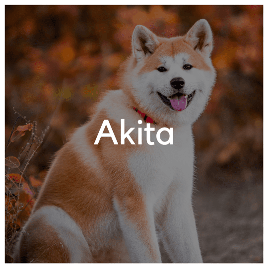Akita - Liwa Design