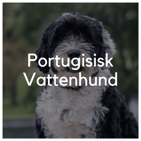 Portugisisk Vattenhund - Liwa Design