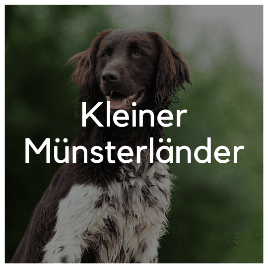 Kleiner Münsterländer - Liwa Design