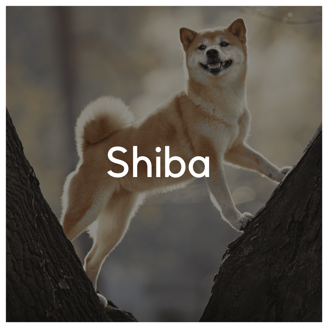 Shiba - Liwa Design