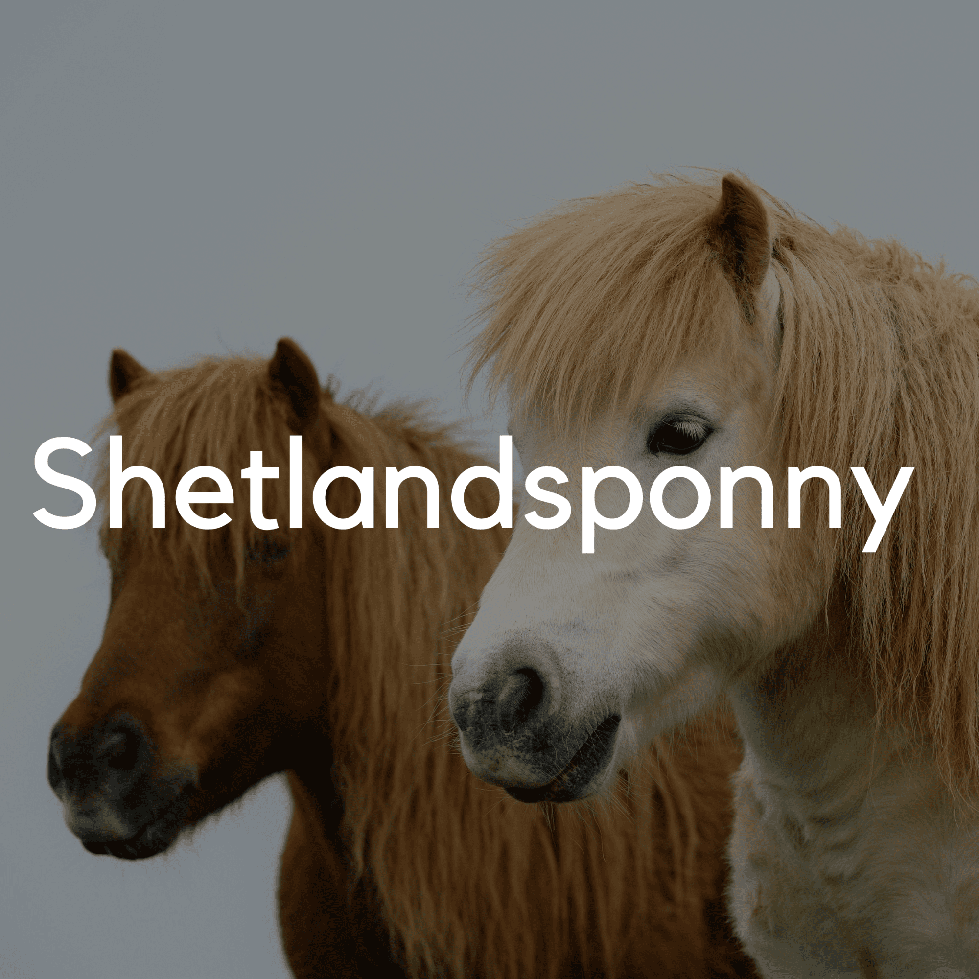 Shetlandsponny - Liwa Design