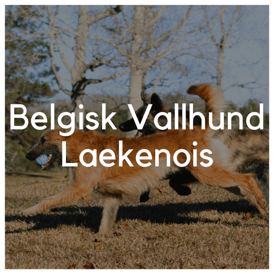 Belgisk Vallhund Laekenois - Liwa Design