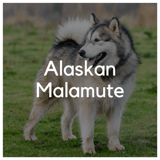 Alaskan Malamute - Liwa Design