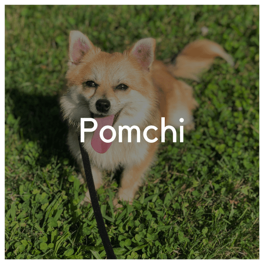 Pomchi - Liwa Design