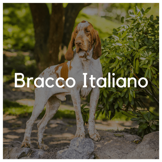 Bracco Italiano - Liwa Design