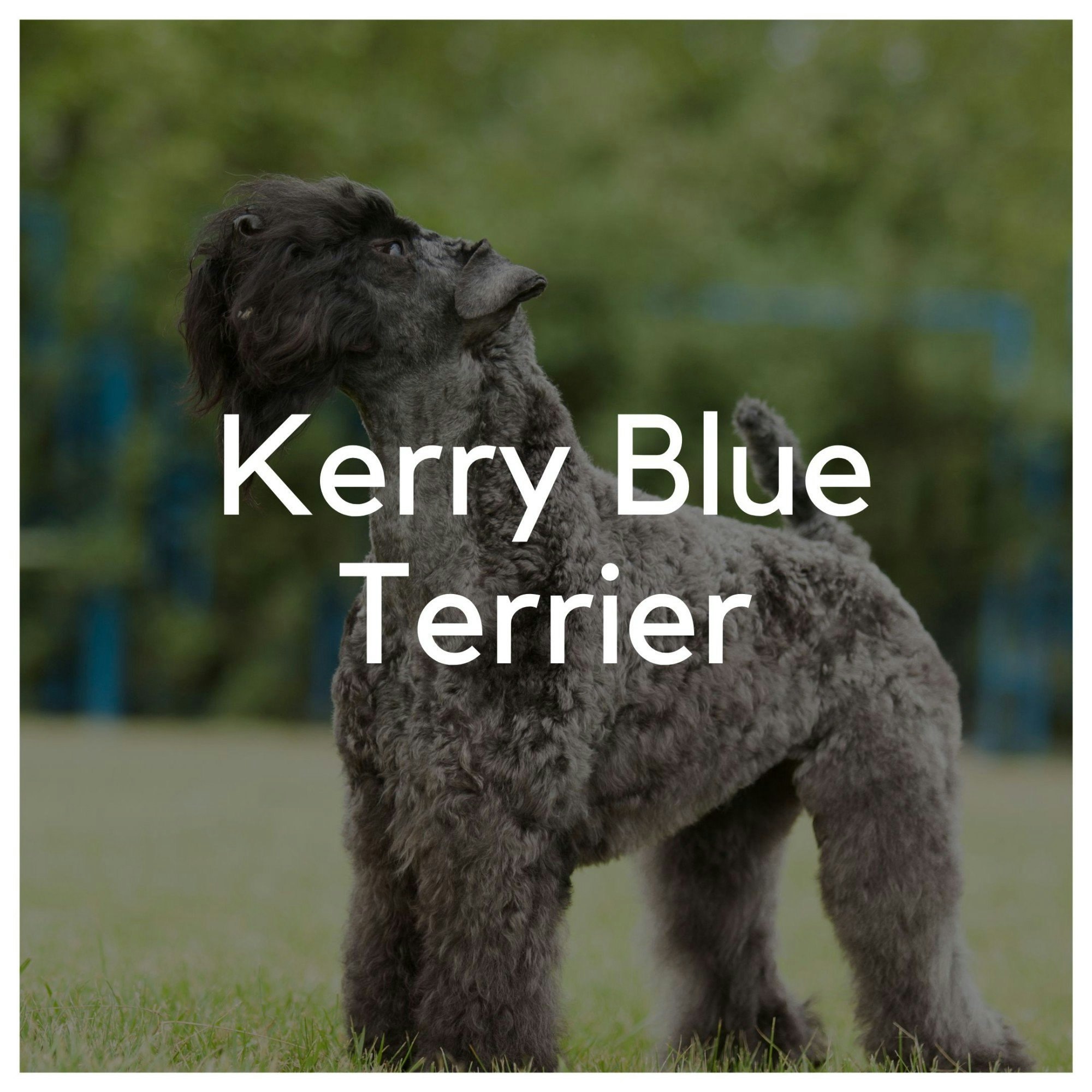 Kerry Blue Terrier - Liwa Design