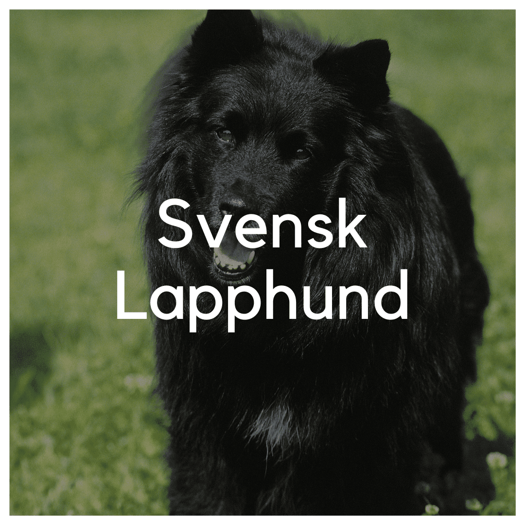 Svensk Lapphund - Liwa Design