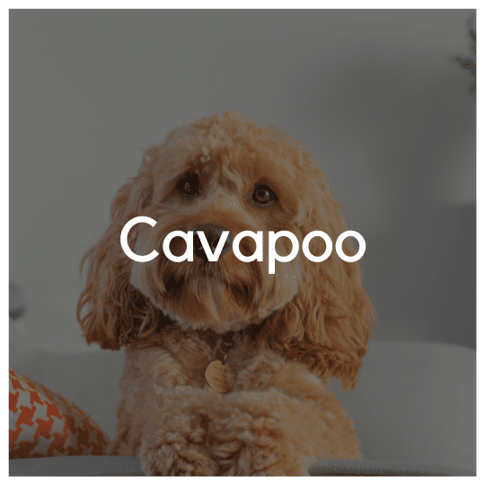 Cavapoo - Liwa Design