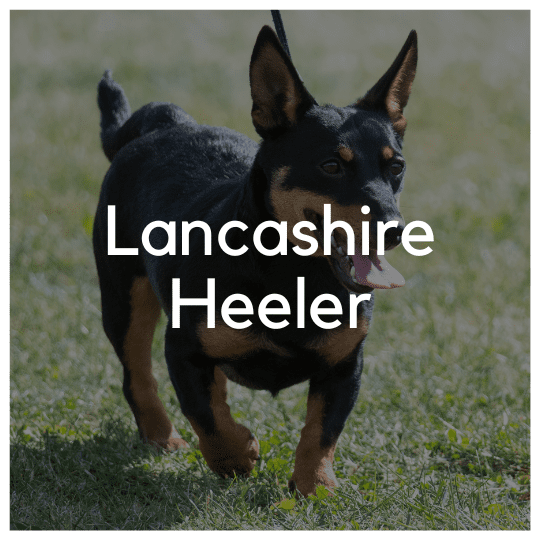 Lancashire Heeler - Liwa Design
