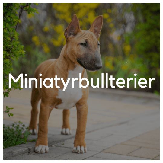 Miniatyrbullterrier - Liwa Design