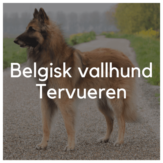 Belgisk vallhund, Tervueren - Liwa Design