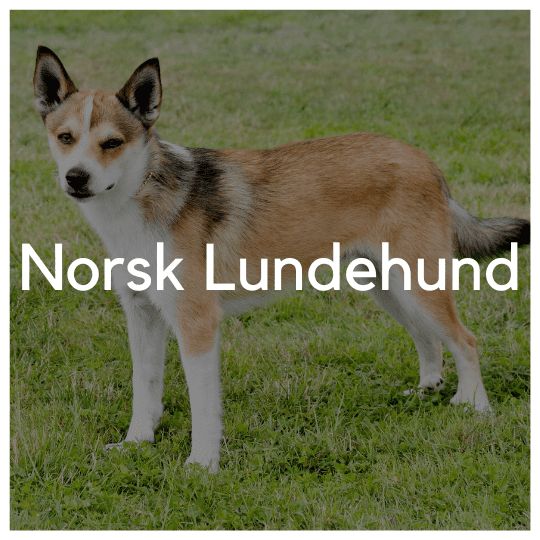 Norsk Lundehund - Liwa Design