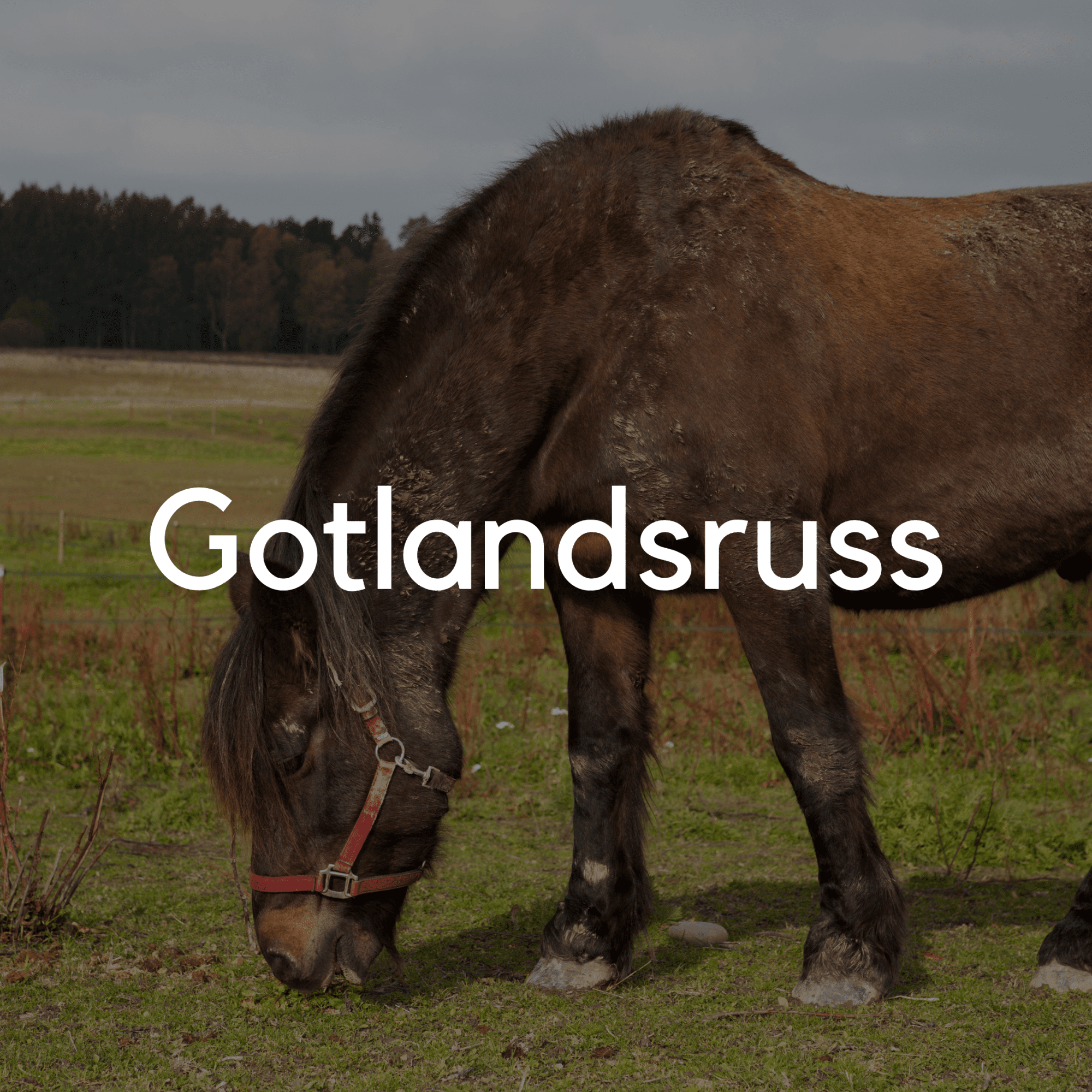 Gotlandsruss - Liwa Design