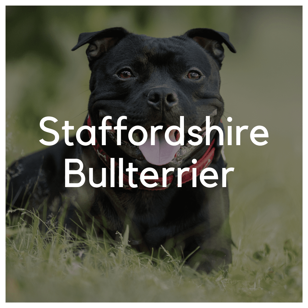 Staffordshire Bullterrier - Liwa Design