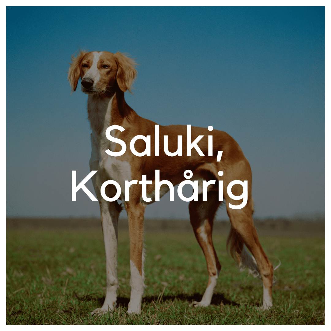 Saluki, Korthårig - Liwa Design