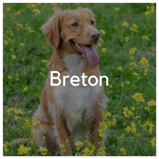 Breton - Liwa Design