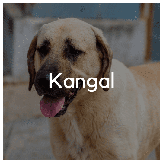 Kangal - Liwa Design