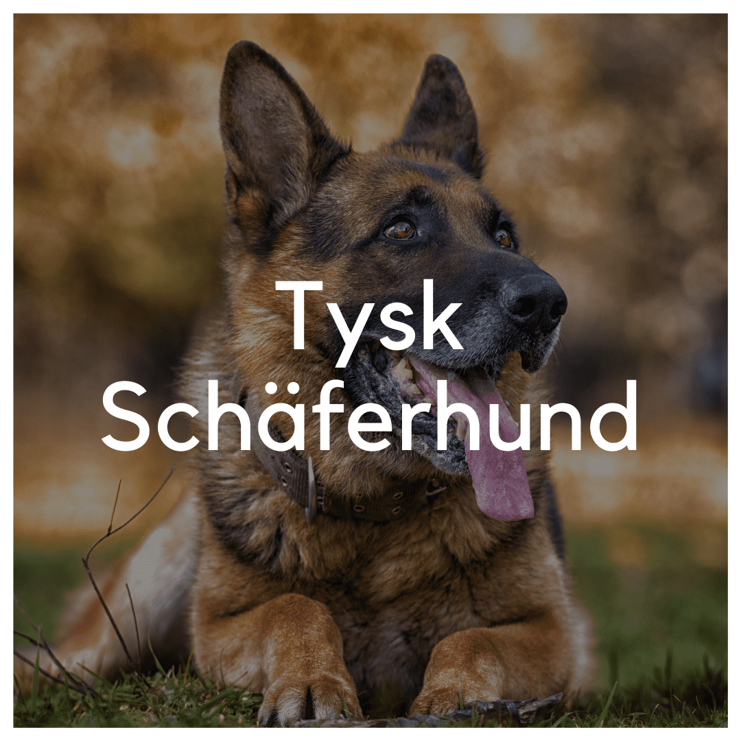 Tysk Schäferhund - Liwa Design