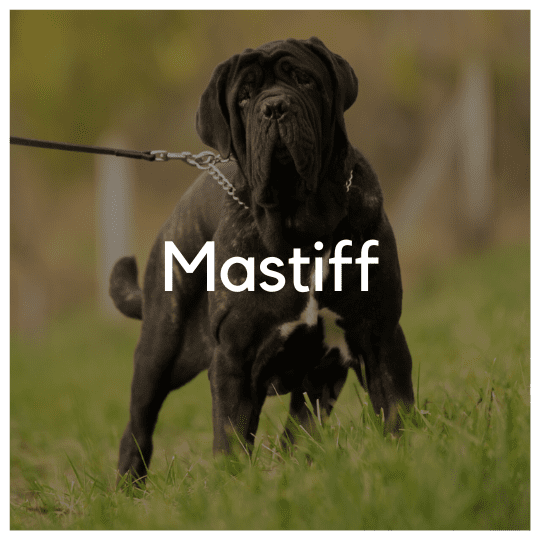 Mastiff - Liwa Design