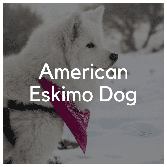 American Eskimo Dog - Liwa Design