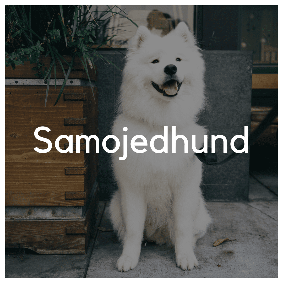 Samojedhund - Liwa Design