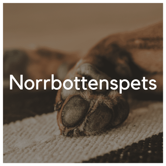 Norrbottenspets - Liwa Design