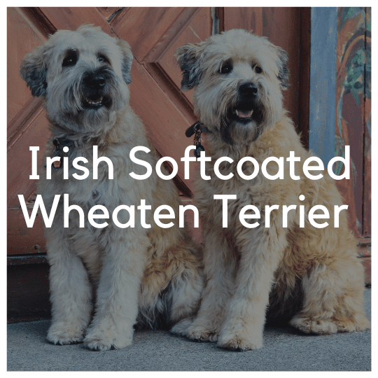 Irish Softcoated Wheaten Terrier - Liwa Design
