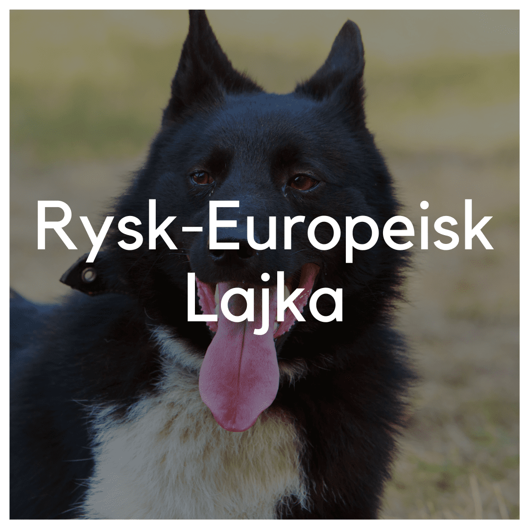 Rysk Europeisk Lajka - Liwa Design