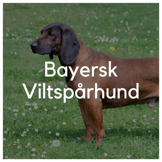 Bayersk Viltspårhund - Liwa Design