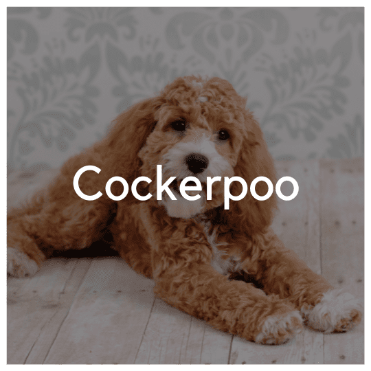 Cockerpoo - Liwa Design