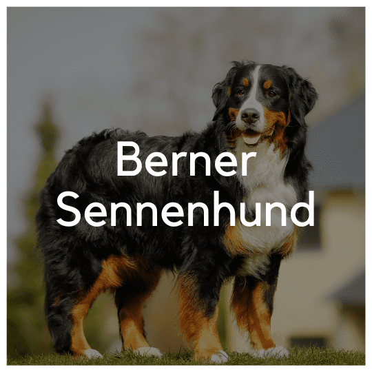 Berner Sennenhund - Liwa Design