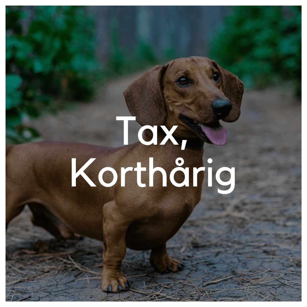 Tax, Korthårig - Liwa Design