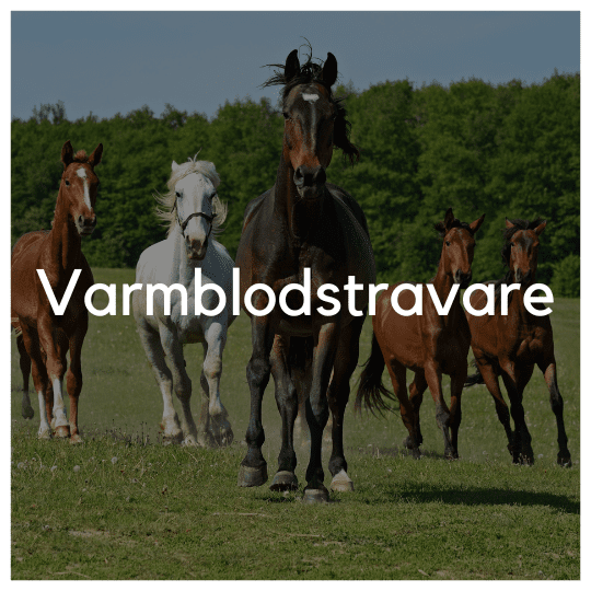 Varmblodstravare - Liwa Design