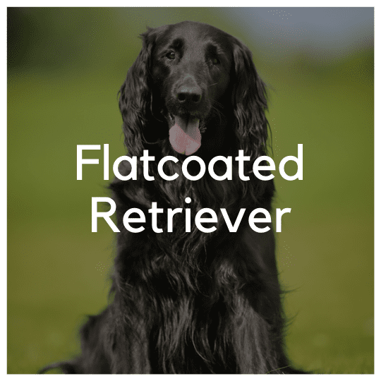 Flatcoated Retriever - Liwa Design