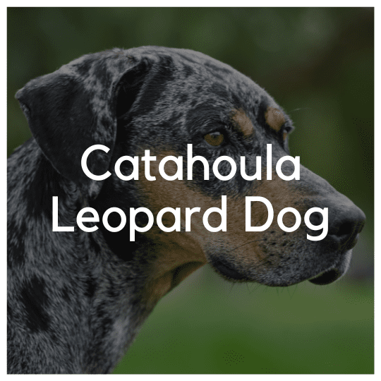 Catahoula Leopard Dog - Liwa Design