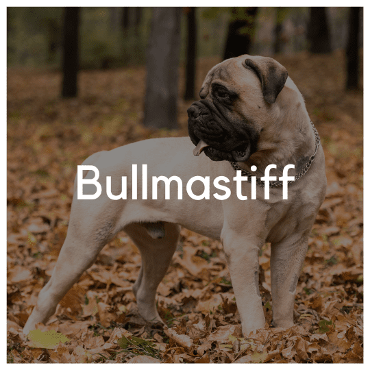 Bullmastiff - Liwa Design