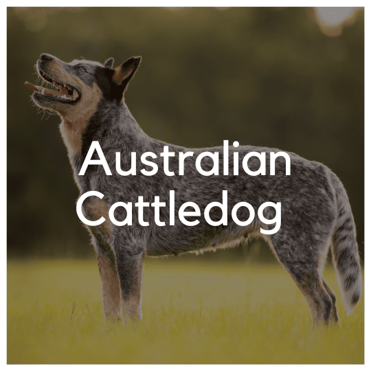 Australian Cattledog - Liwa Design