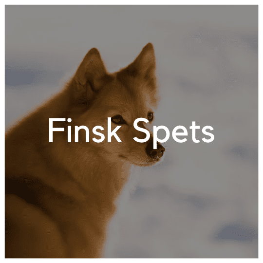 Finsk Spets - Liwa Design