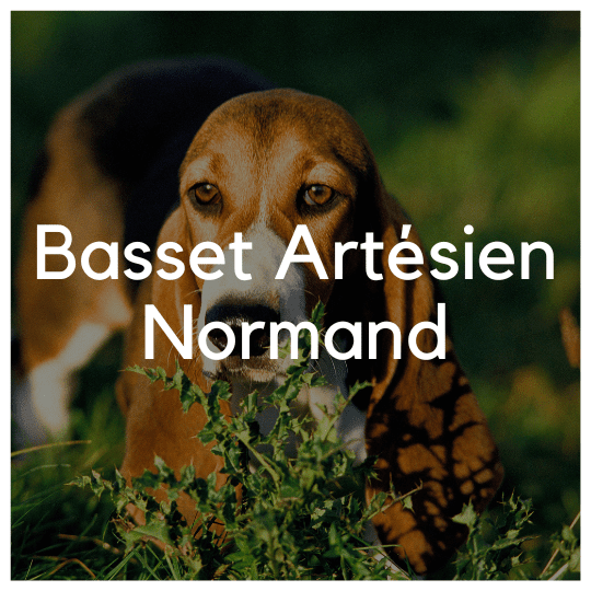 Basset Artésien Normand - Liwa Design