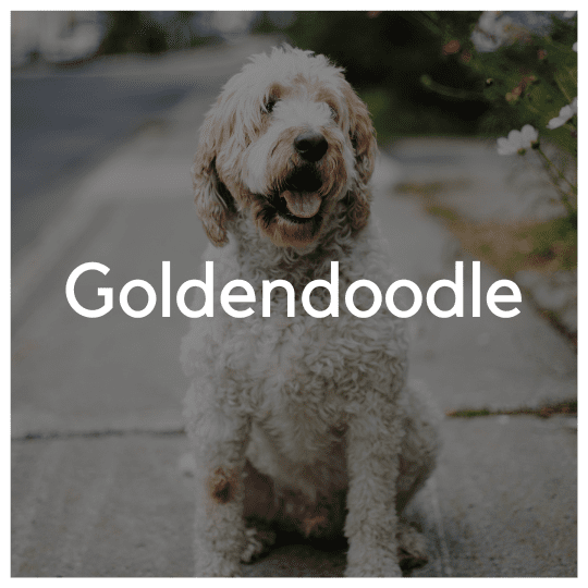 Goldendoodle - Liwa Design
