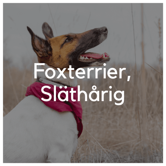 Foxterrier, släthårig - Liwa Design