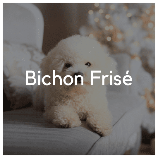 Bichon Frisé - Liwa Design